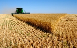 رشد ۳.۳ درصدی تولیدات کشاورزی در ۶ سال گذشته