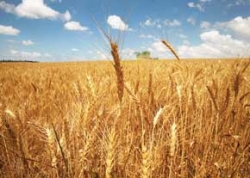 واردات گندم کلید خورد/ چقدر در مدیریت استراتژیک‌ترین کالای خوراکی قوی هستیم؟