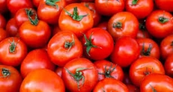 سبقت گوجه فرنگی در کورس افزایش قیمت