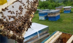 انتقاد زنبورداران از اجباری شدن بیمه کلونی‌هاغذایی و کشاورزی