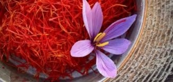 هشدار نسبت به رکوردشکنی تولید زعفران