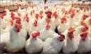 اتحادیه مرغداران: قیمت مرغ در تهران گران نشده؛ همان ١٥ هزار و٧٠٠ تومان است