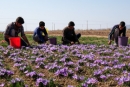 رشد ۴۶درصدی صادرات زعفران/قیمت به ۱۱ میلیون تومان رسید