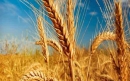 آخرین وضعیت کشت و تولید گندم برای سال آینده