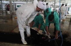 حذف ناظر دامپزشک به بهانه کاهش هزینه‌های واردات گوشت! / شیوع تب برفکی به ضرر تولید تمام می شود