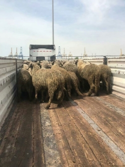 واقعیت ماجرای صادرات گوسفند زنده به قطر چیست؟