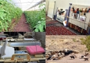 مدیر اجرایی طرح ملی تکاپو: طرح های تسهیلات محور اشتغالزا نیست