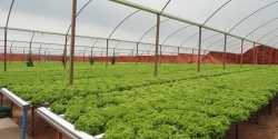 مجتمع گلخانه ای