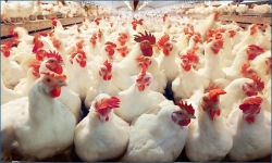 کاهش قیمت مرغ و تخم‌مرغ